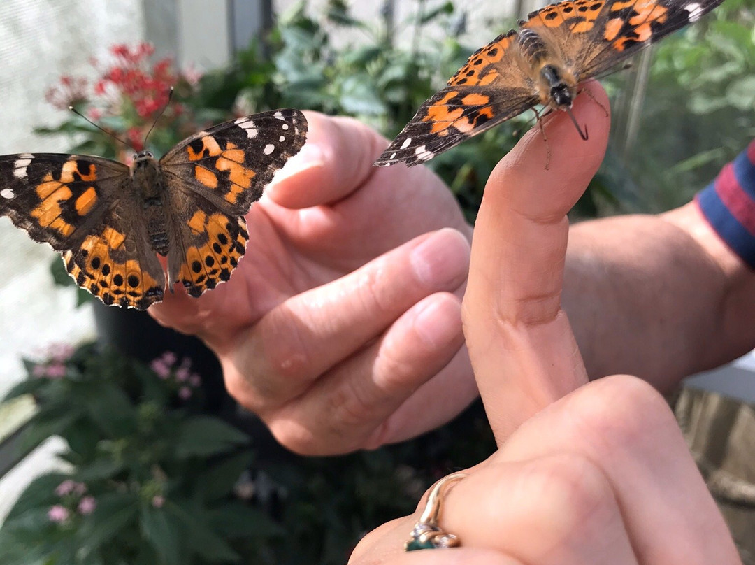 Lukas Nursery & Butterfly Encounter景点图片