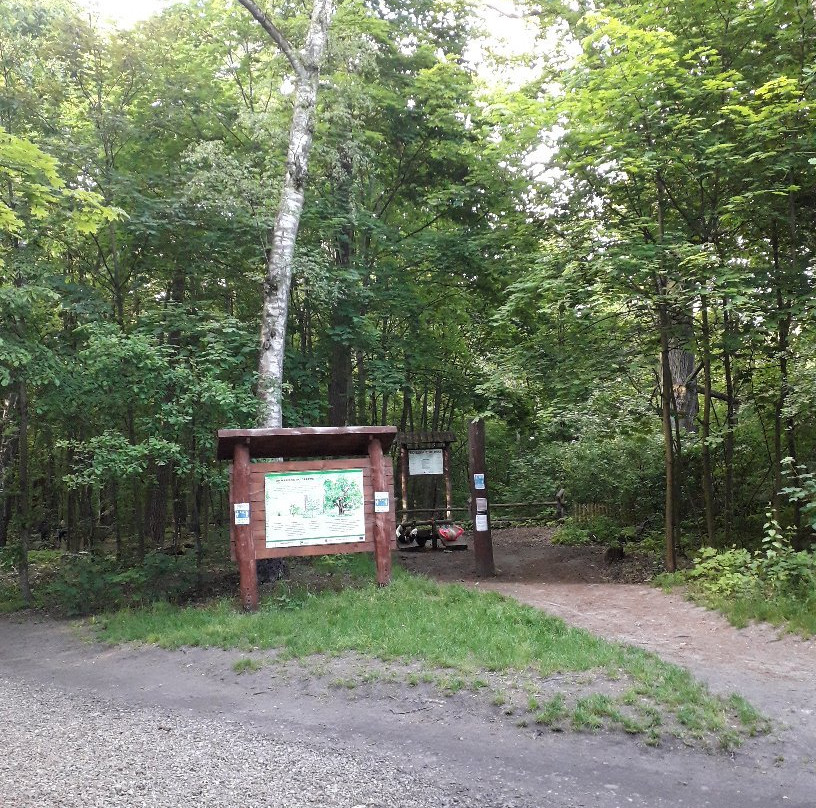 Kabacki Forest-华沙必去景点