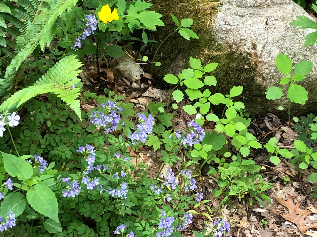 Acton Arboretum-Acton必去景点