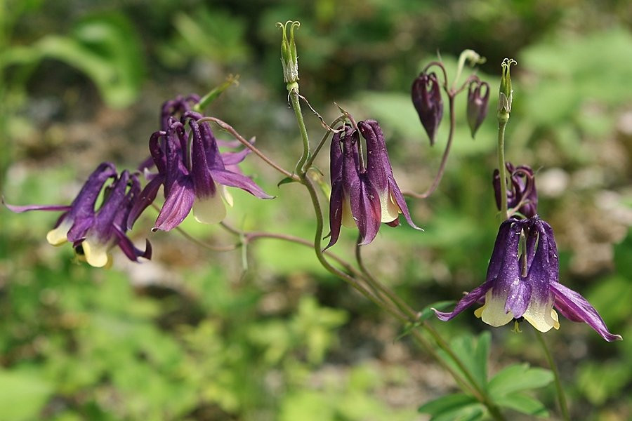 Hwanghaksan Arboretum-骊州郡必去景点