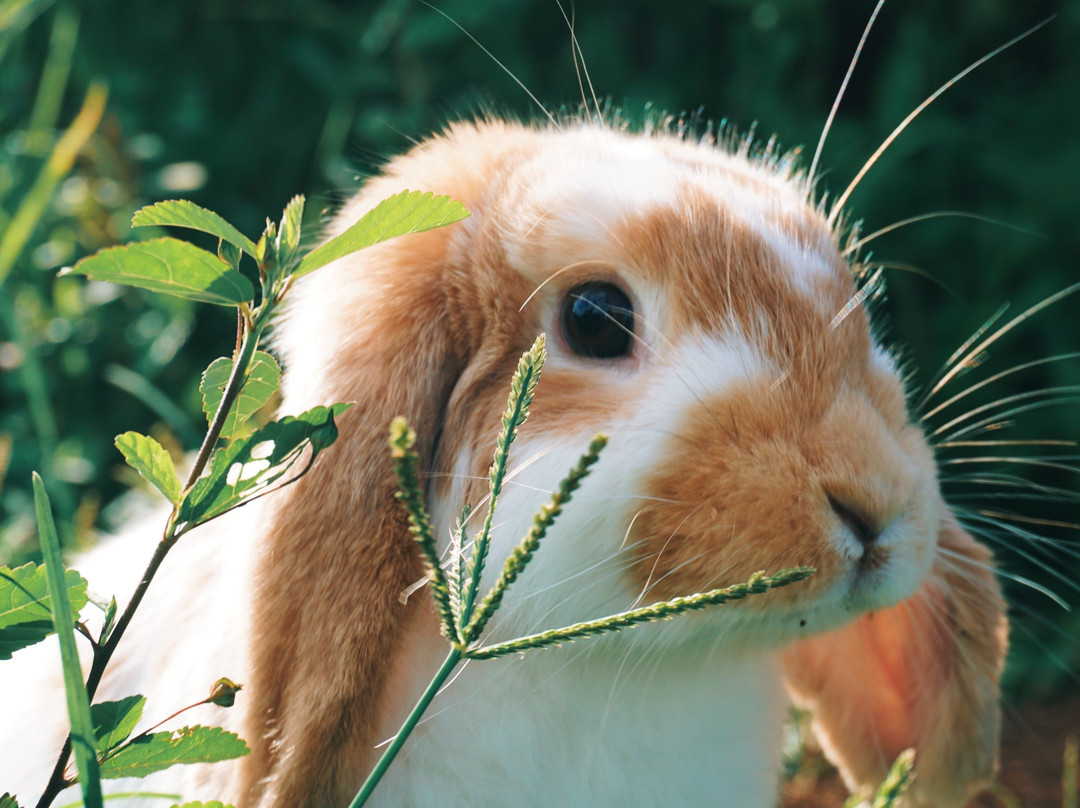 Rabbiton by Shekinah Farm-拜斯市必去景点