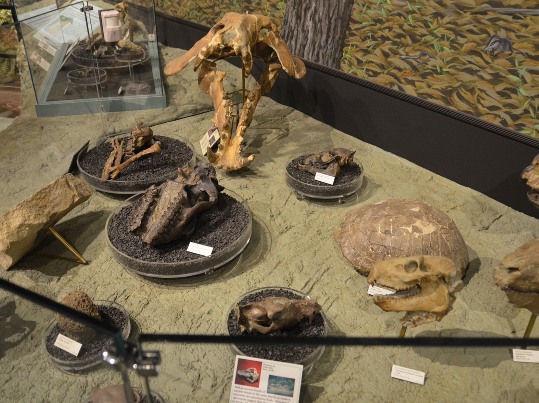 Thomas Condon Paleontology Center景点图片