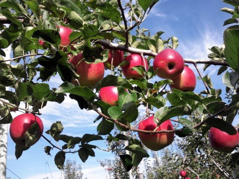 Sakaue Fruit Orchard-沼田市必去景点