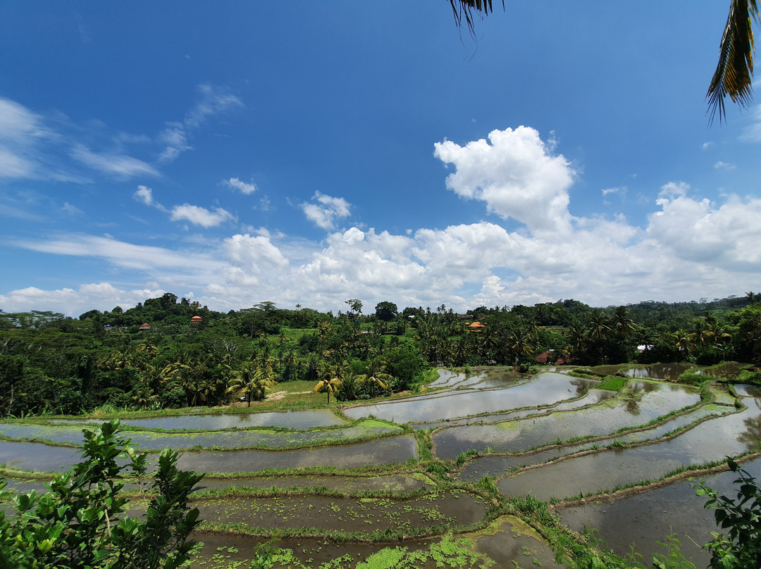 Bali Reiseleiter Martin-吉安雅必去景点