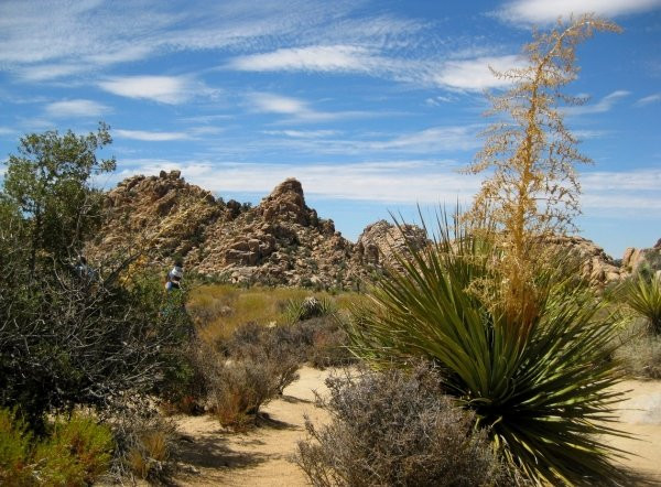 Lost Horse Valley-约书亚树国家公园必去景点