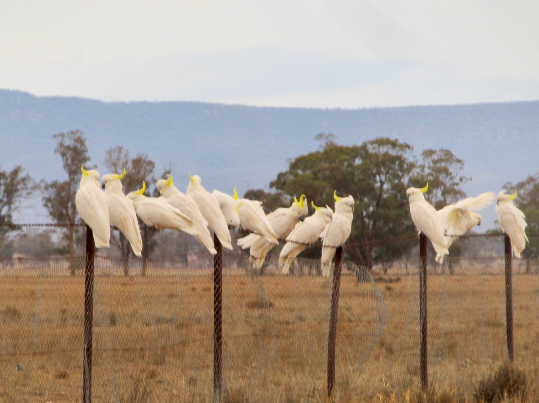 Bogan Weir-Peak Hill必去景点