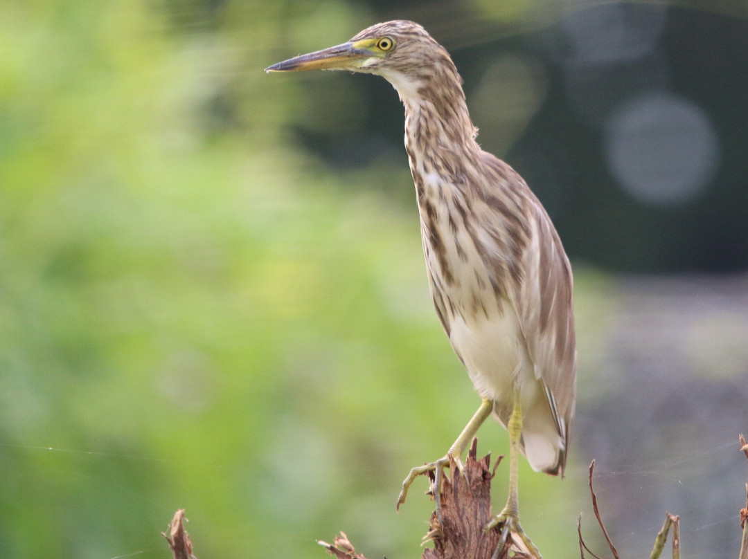 The Fern Sattva Resort, Polo Forest主图