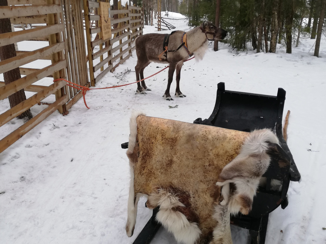 Sirmakko Reindeer Farm-罗瓦涅米必去景点