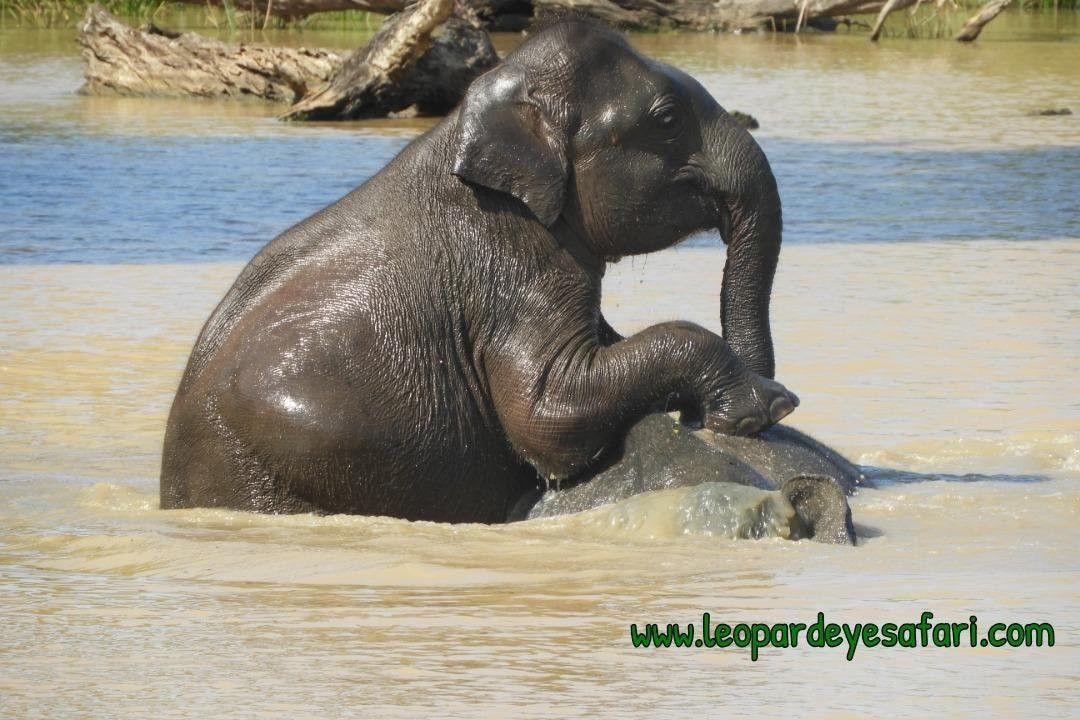 Yala Leopard Eye Safari-Palatupana必去景点