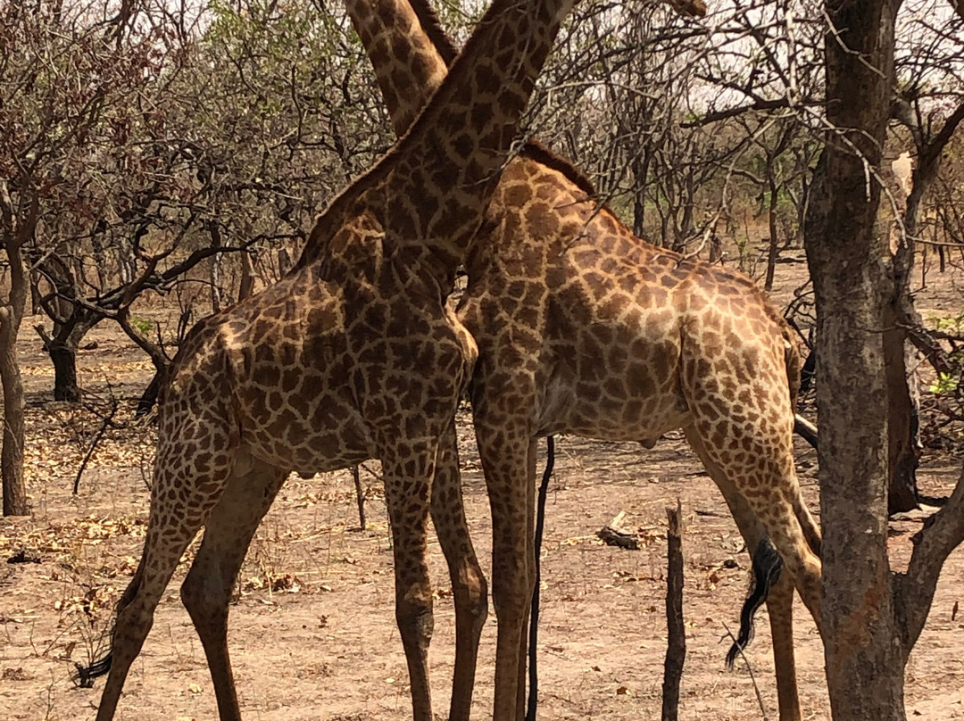 Gambia Safari景点图片