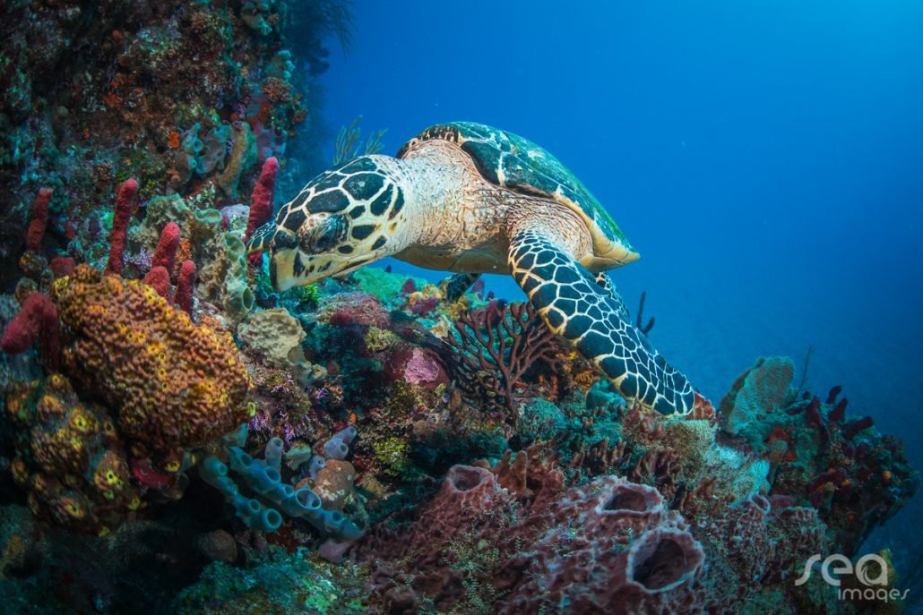 Saba Divers-Fort Bay必去景点