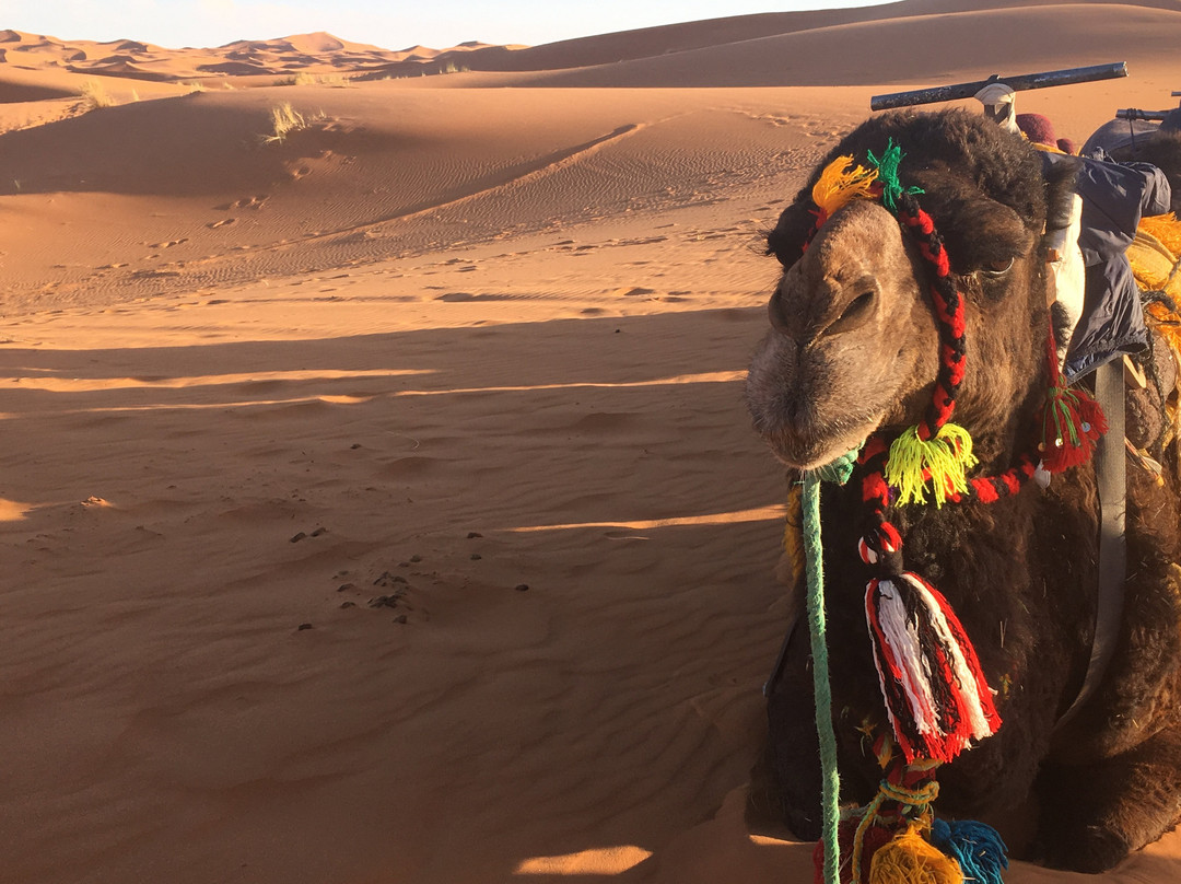 Morocco Nomads Tours-非斯必去景点