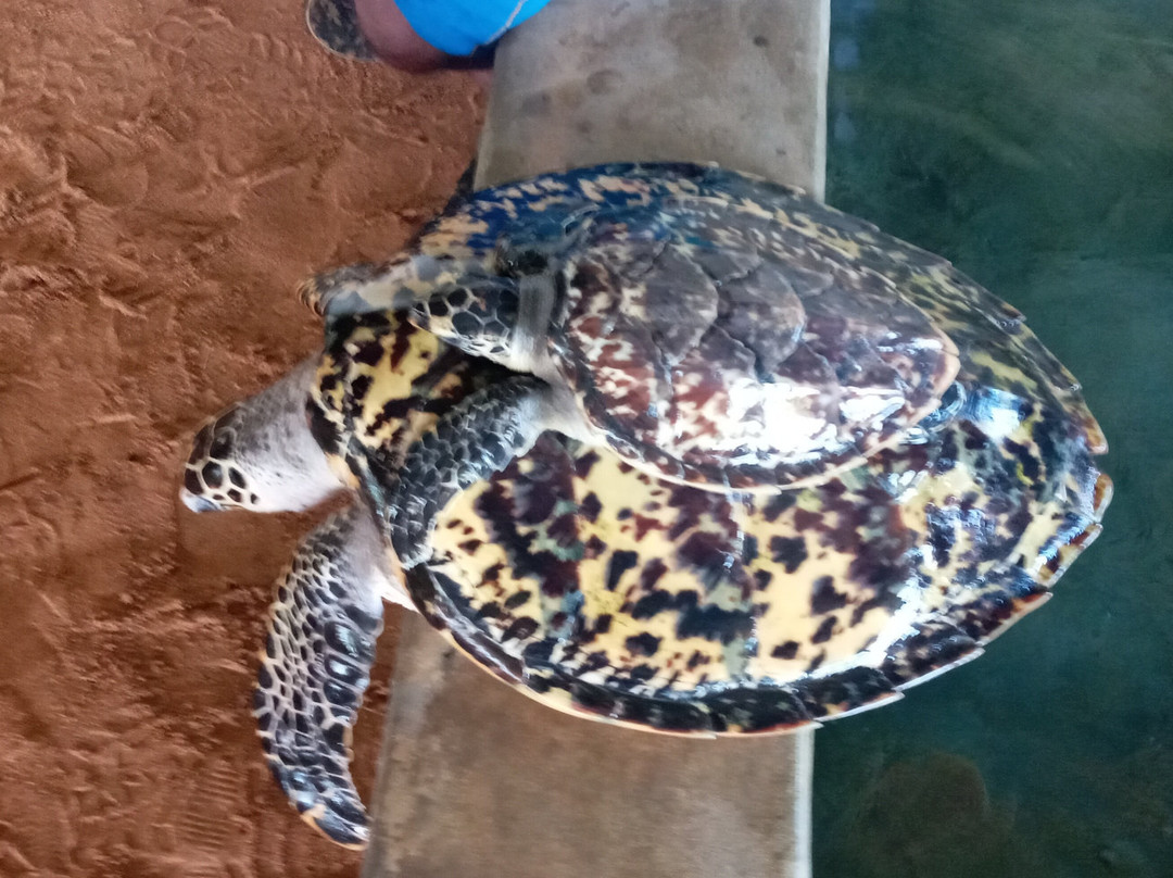 Master Lanka Tours-Kotugoda必去景点