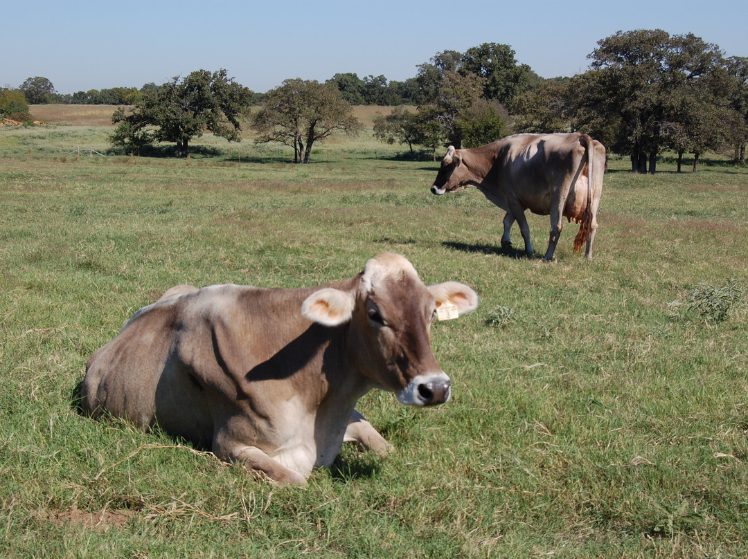 Eagle Mountain Farmhouse Cheese-Lipan必去景点
