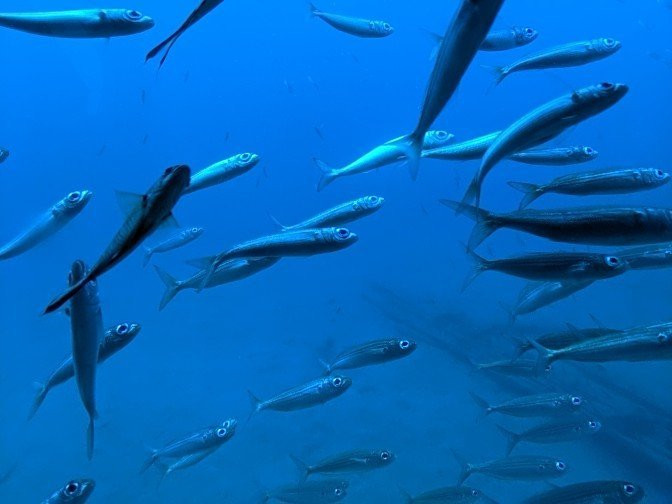 Submarine Safaris Lanzarote-卡拉罗港口必去景点
