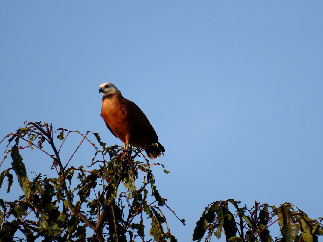 Amazon Jungle Survival Tours-伊基托斯必去景点