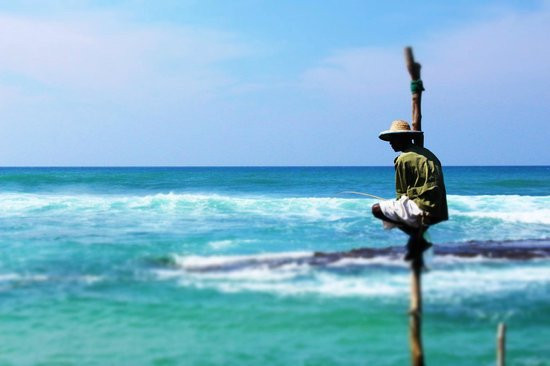 Cheeky Monkey Midigama主图