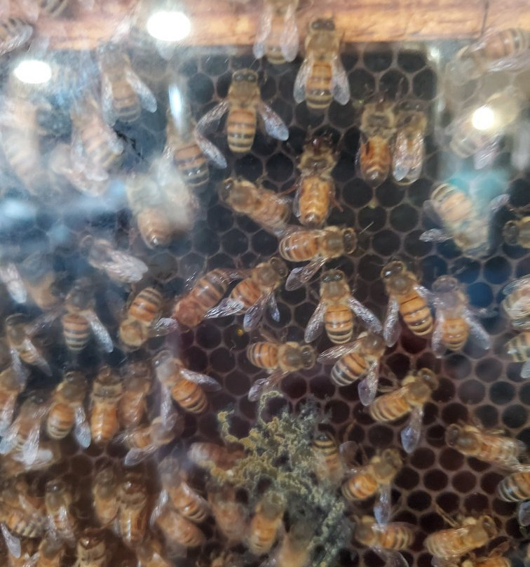 Dancing Bee Winery景点图片