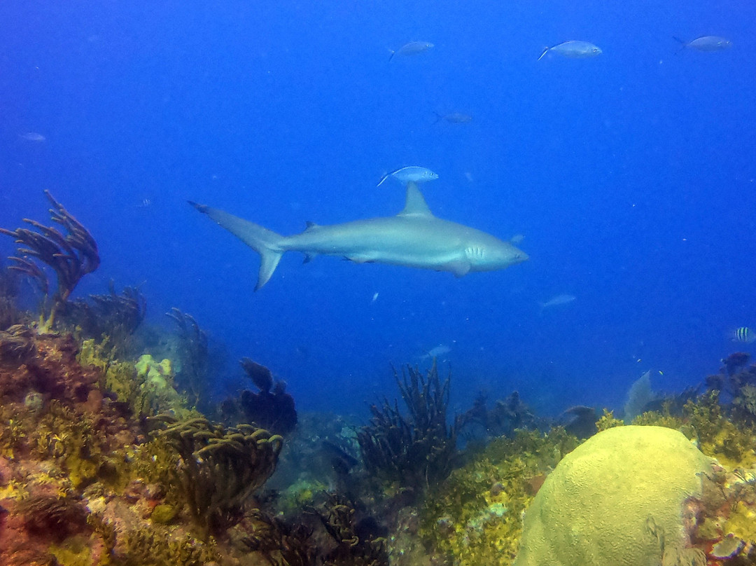 Jost Van Dyke Scuba景点图片