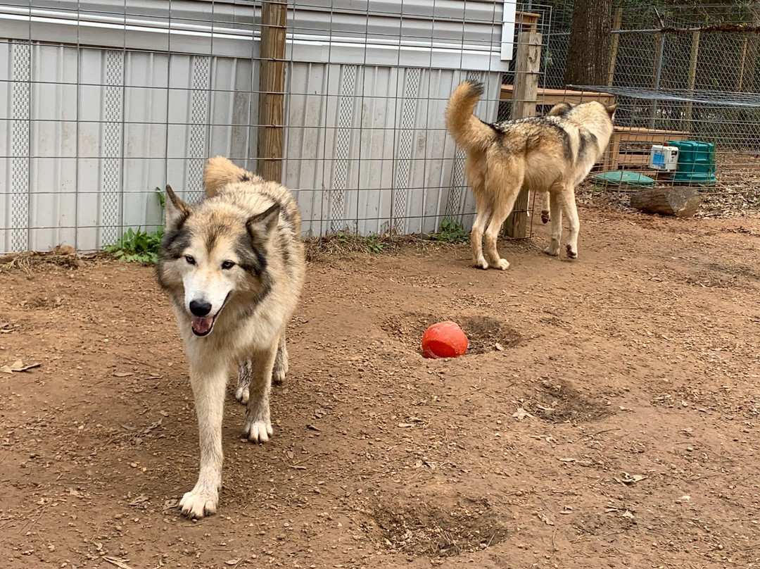 Texas Wolfdog Project景点图片