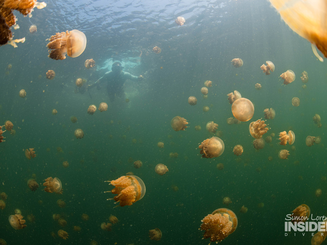 Lenmakana Jellyfish Lake景点图片