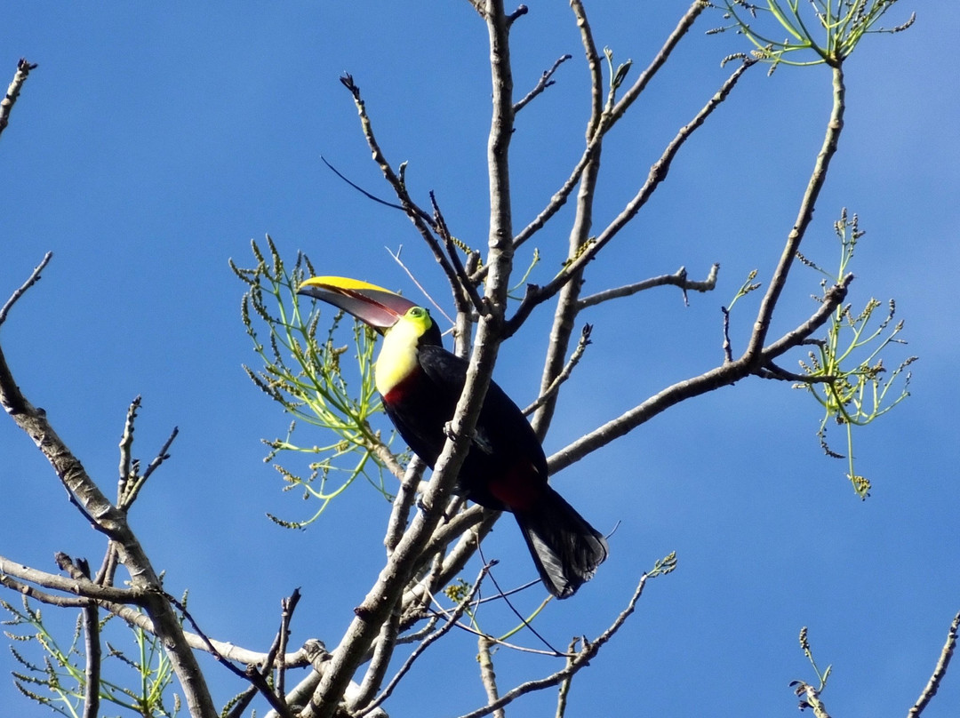 Golfo Dulce Retreat主图