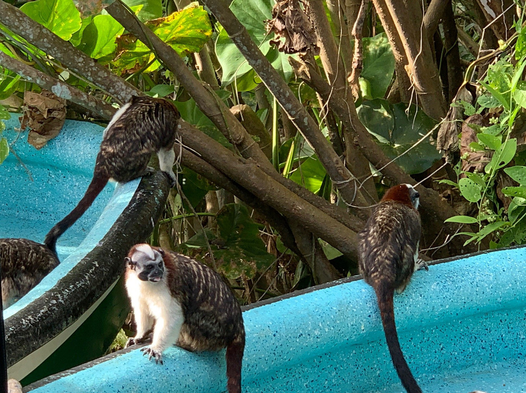 Gamboa Rainforest Resort Monkey Island Tour景点图片