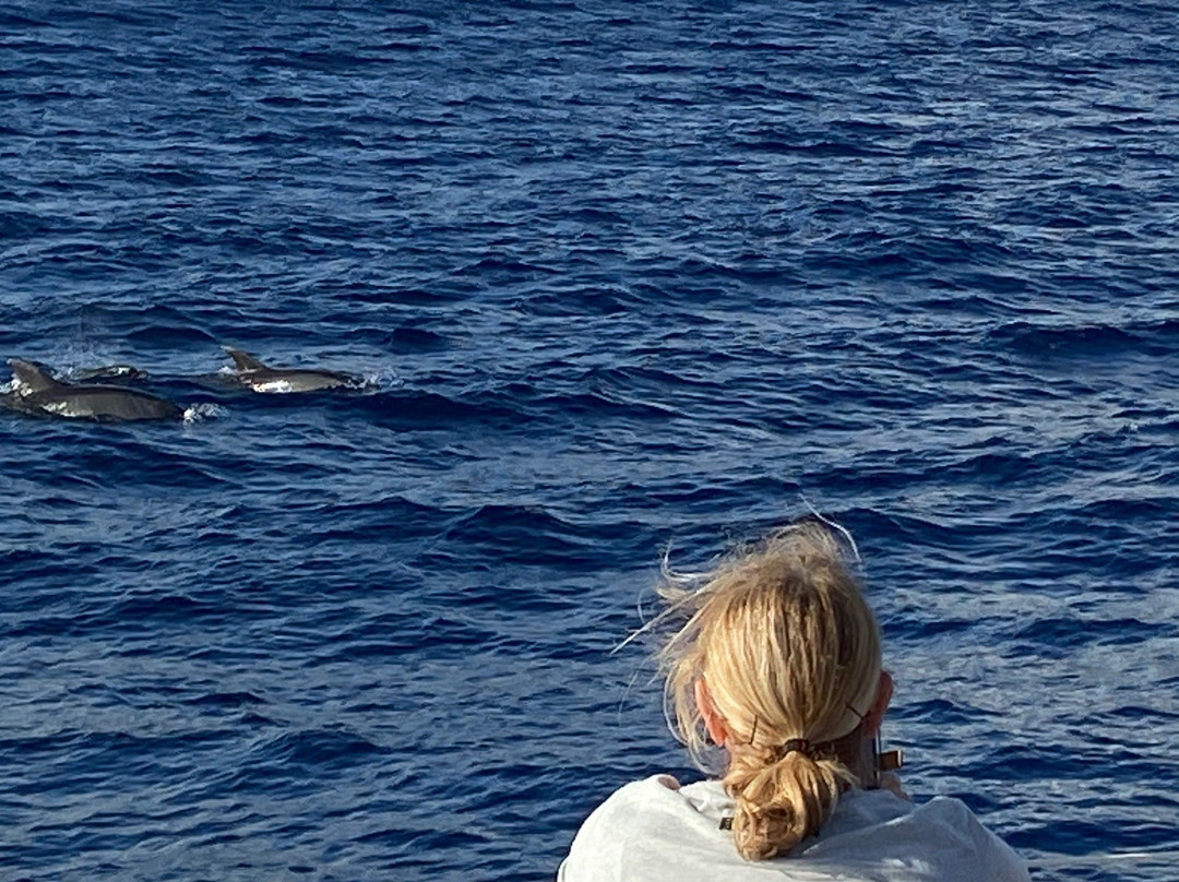 Seaborn Catamaran-沙尔必去景点