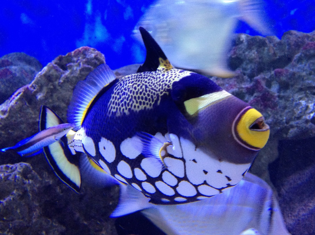 Mauritius Aquarium景点图片
