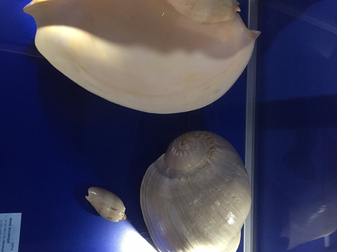 Magical World of Shells Museum景点图片