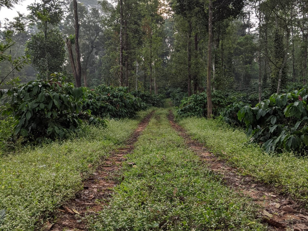 Nyrit Villa Homestay主图