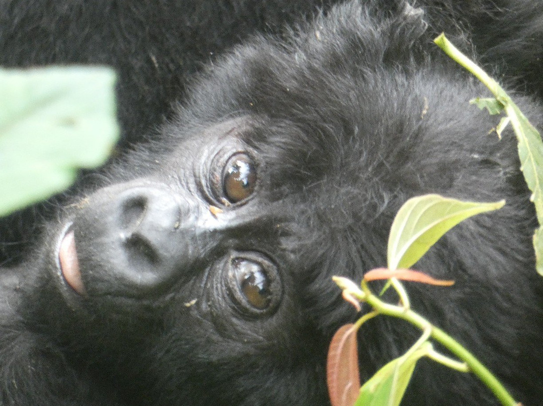 Wild Frontiers Uganda Safaris-恩德培必去景点