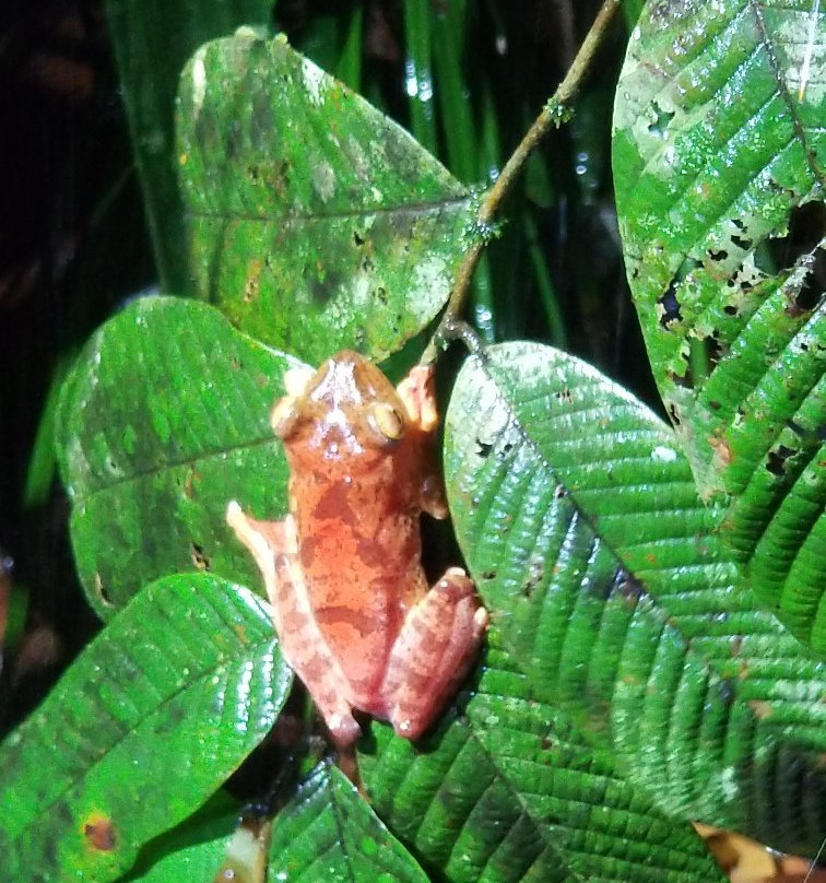 库巴国家公园-古晋必去景点