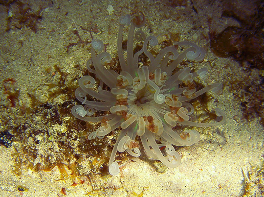 Wall to Wall Diving-七哩滩必去景点