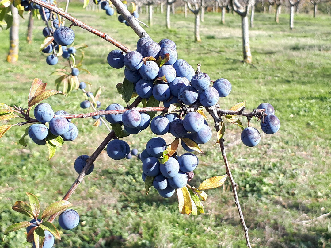 Destileria Pacharan Zoco-Dicastillo必去景点