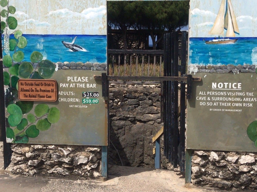 Hang Ten Adventures-布里奇顿必去景点