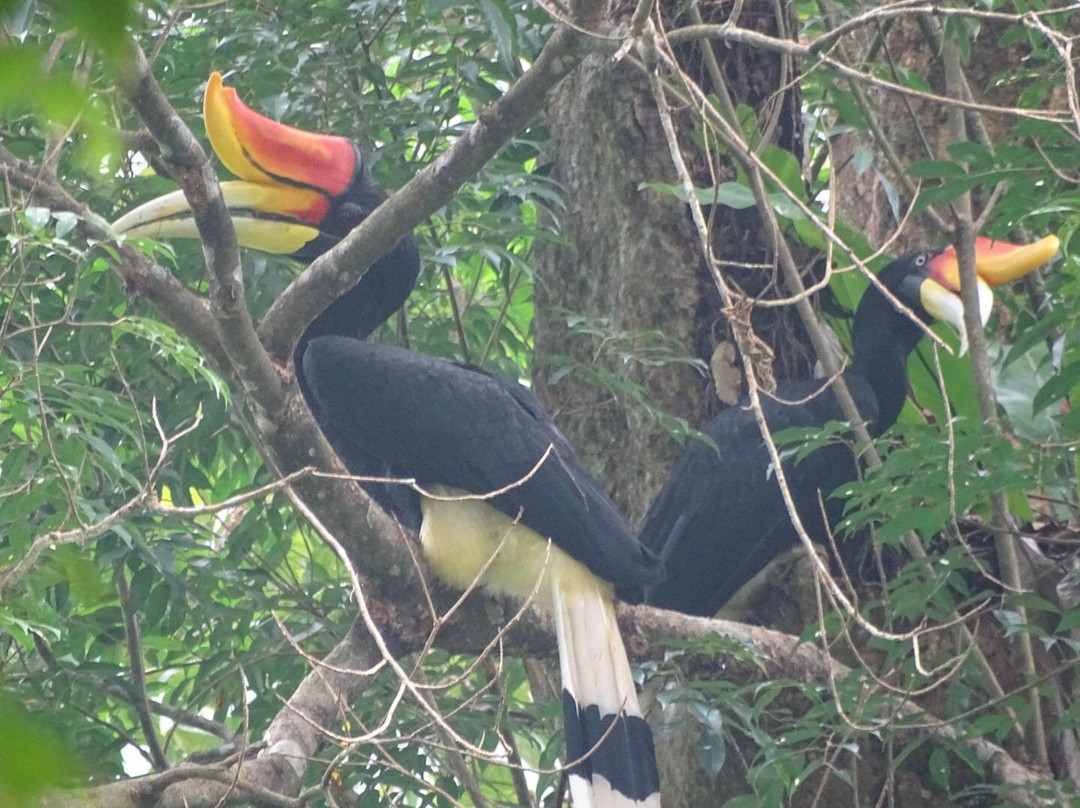 Bukit Lawang Eco-Jungle-Tours-武吉拉旺必去景点