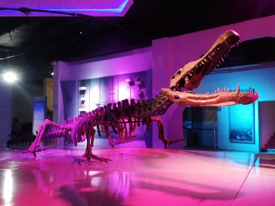 Museo de la Evolucion Puebla (Museum of Evolution Puebla)-普埃布拉必去景点