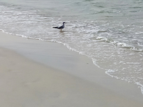 Lou Lou  beach-沙迦必去景点