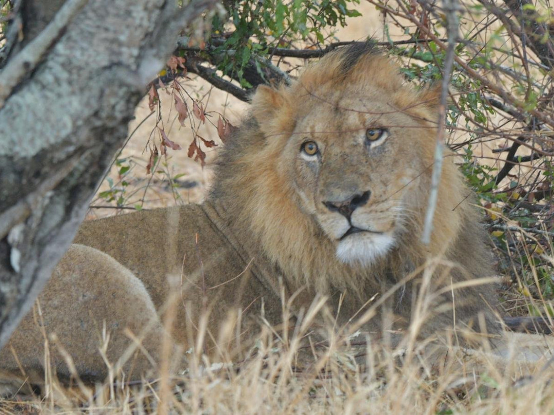 Inkosi Tours and Transfers-普马兰加省必去景点