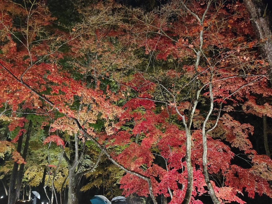 Tsukinoishi Momiji Park-长瀞町必去景点