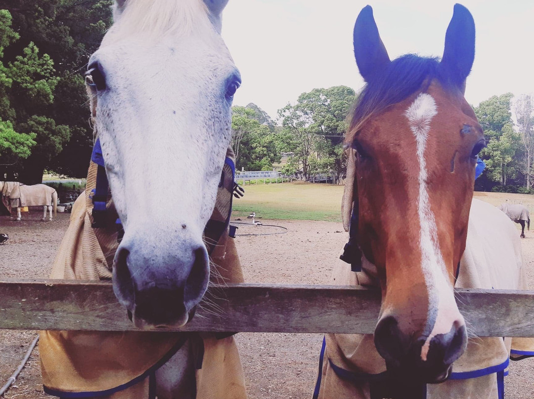 Pegasus Park Equestrian Centre-Binna Burra必去景点