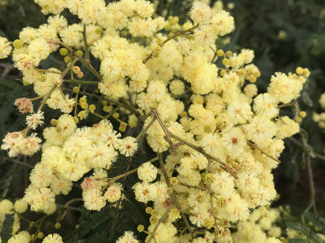 Rainbow Creek Bridge-Cowwarr必去景点