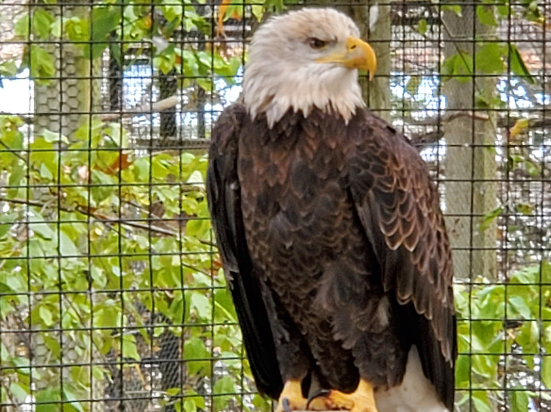 W.K. Kellogg Bird Sanctuary景点图片