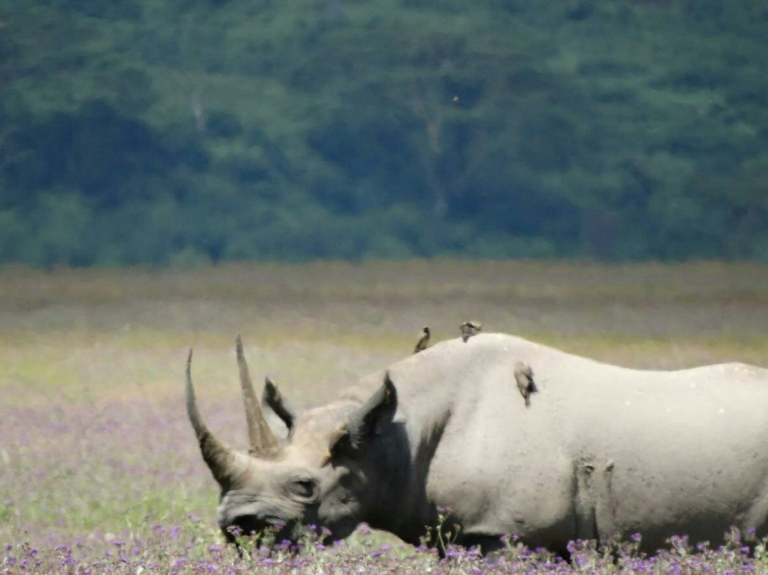 Mangokili Adventures-阿鲁沙必去景点
