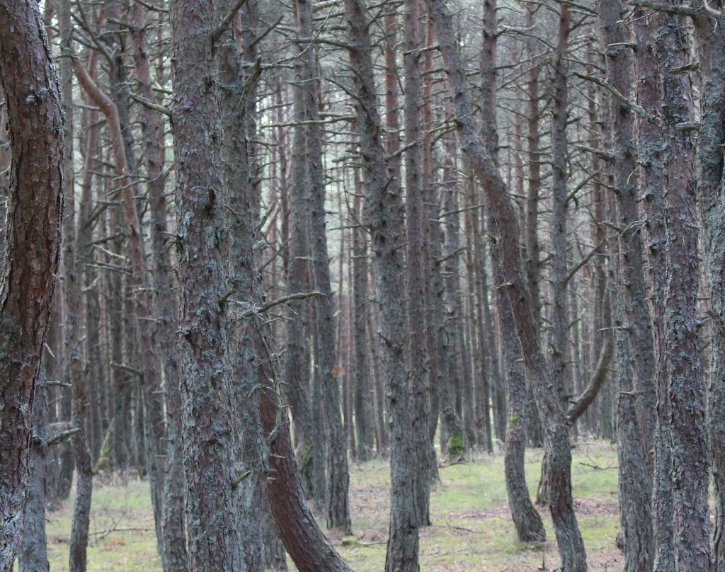 Dancing Forest景点图片