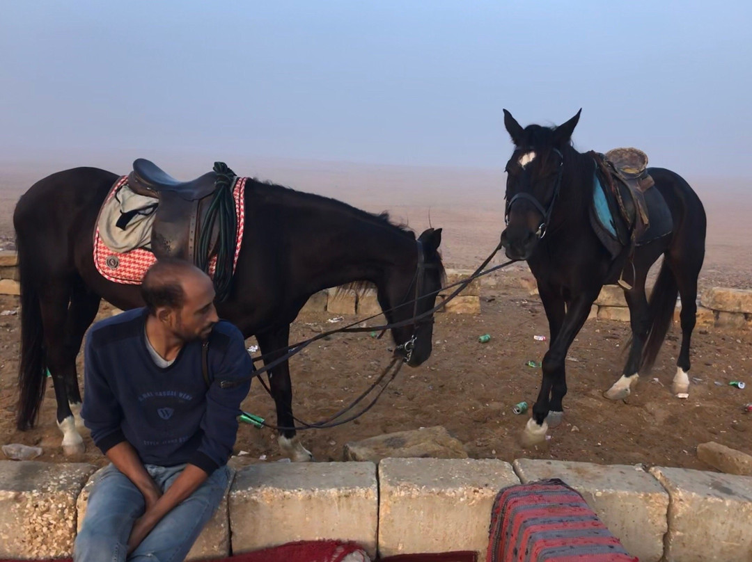 Cairo Horse Riding School景点图片
