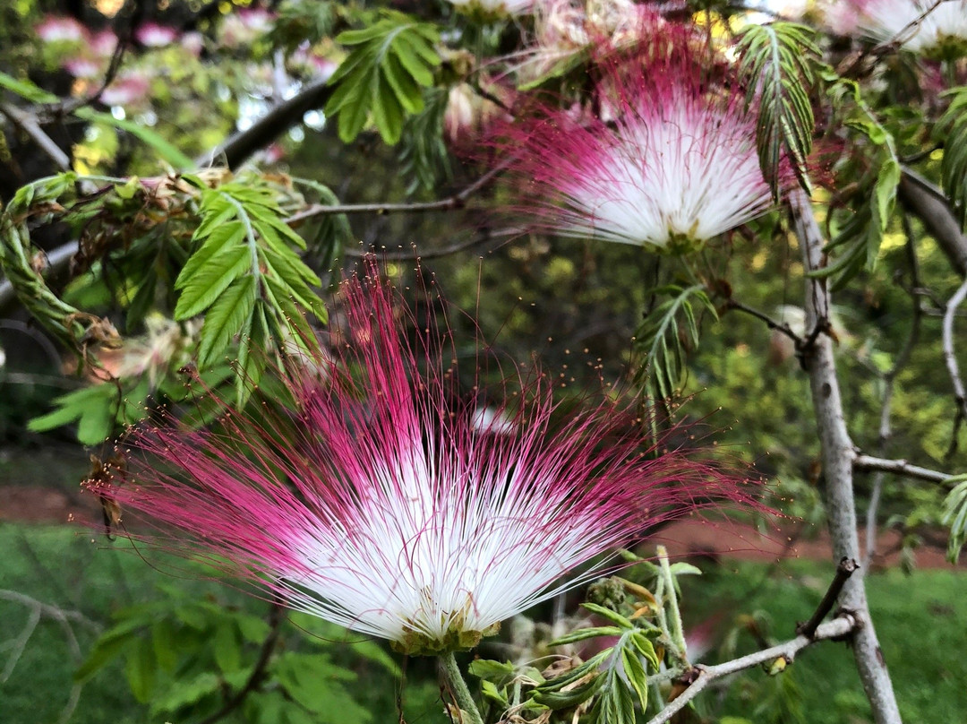 Jardin Botanico Hector Crispiani景点图片