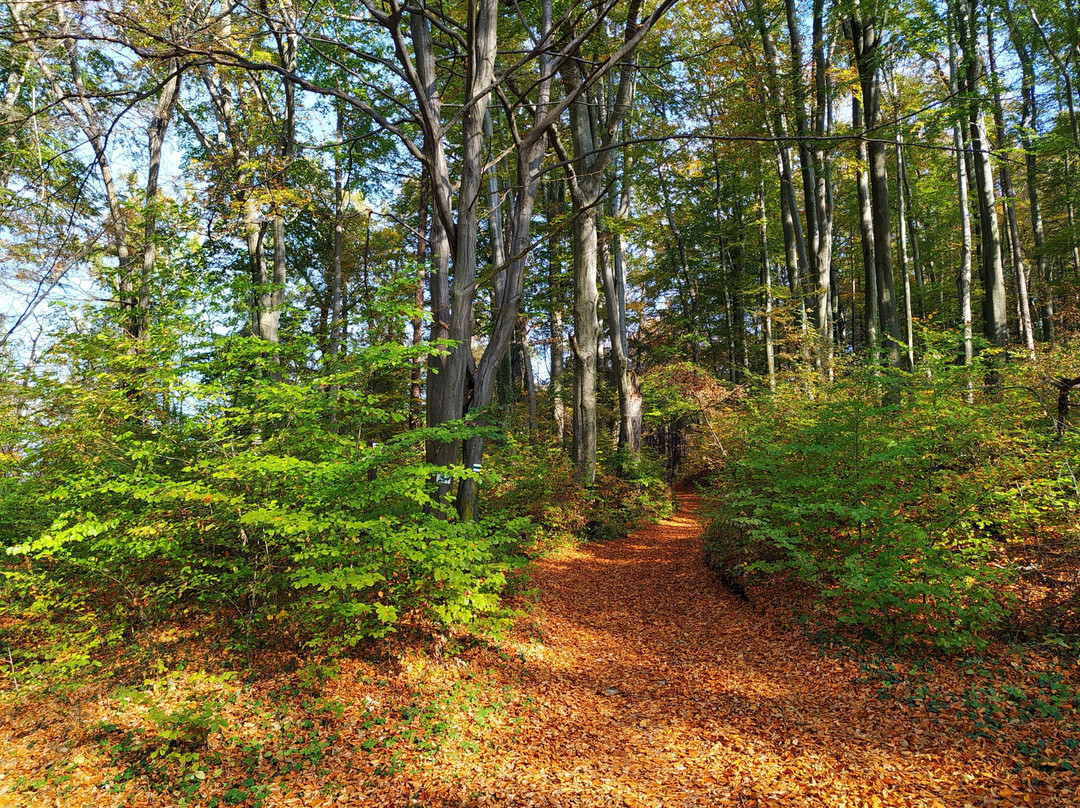 Lipowiec Nature Reserve景点图片