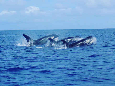 Tohora Bora Bora-瓦伊塔佩必去景点